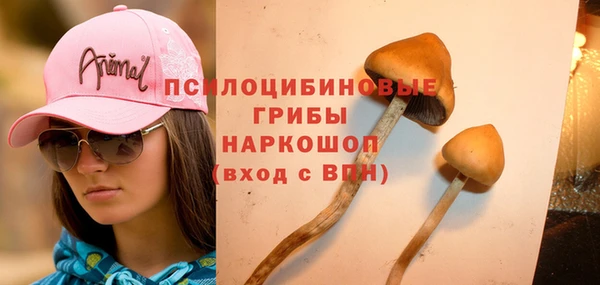 стаф Арсеньев